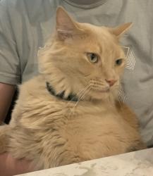 Lost Male Cat last seen Ridgeline and Sunset 9n Vistancia, Peoria, AZ 85383