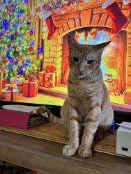 Lost Male Cat last seen Saufley Pines , Pensacola, FL 32526