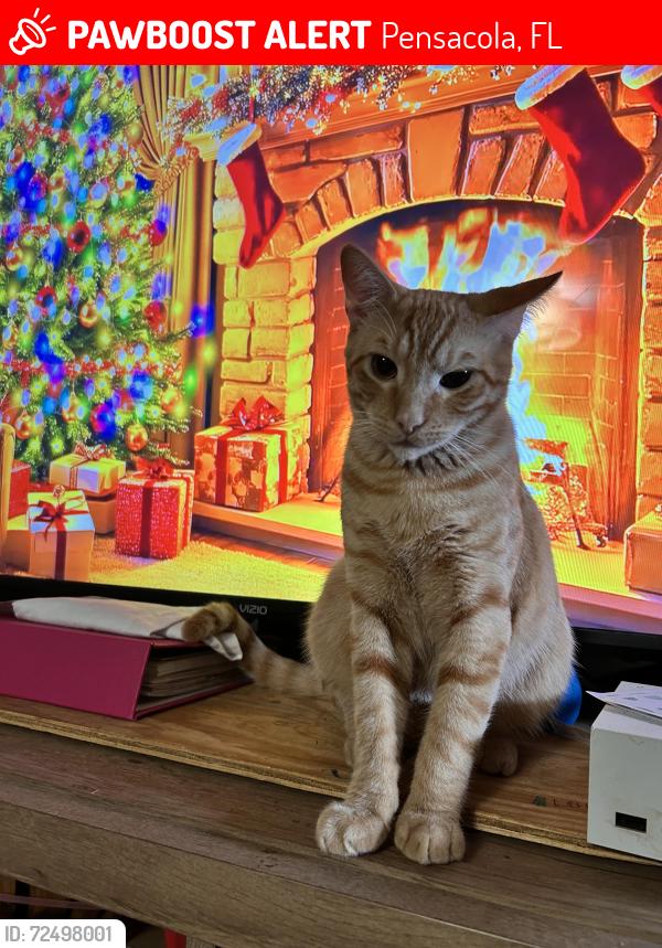 Lost Male Cat last seen Saufley Pines , Pensacola, FL 32526