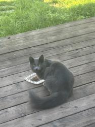 Lost Female Cat last seen 38th Street & Shafter Avenue, Oakland, CA 94609