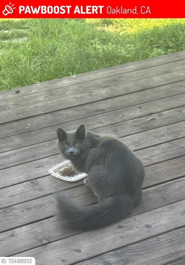 Lost Female Cat last seen 38th Street & Shafter Avenue, Oakland, CA 94609