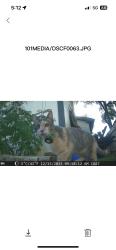 Lost Female Cat last seen Crown Oak/circle oak, Schertz, TX 78154