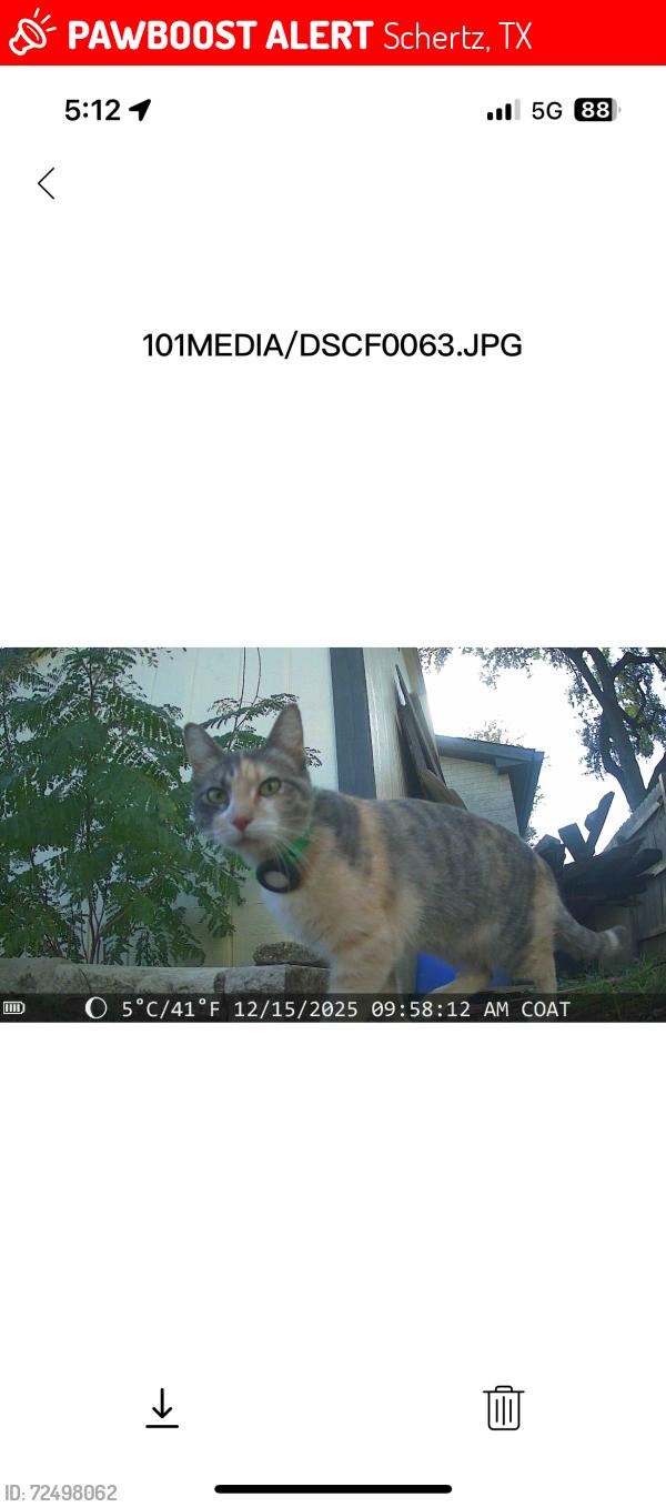 Lost Female Cat last seen Crown Oak/circle oak, Schertz, TX 78154