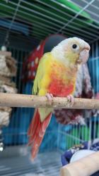 Lost Unknown Bird last seen W 157th St & S Menlo Ave Gardena, CA 90247, Gardena, CA 90247