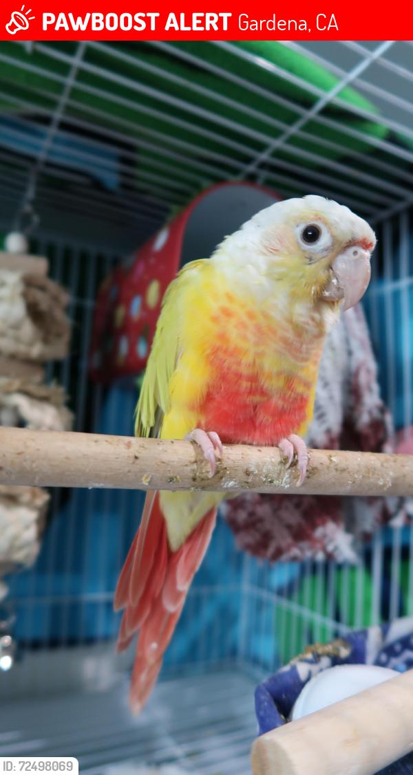 Lost Unknown Bird last seen W 157th St & S Menlo Ave Gardena, CA 90247, Gardena, CA 90247