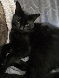 Lost Male Cat last seen West Pickens, Pickens County, GA 30139