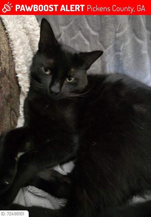 Lost Male Cat last seen West Pickens, Pickens County, GA 30139