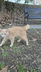 Reunited Male Cat last seen Clairmont, Atlanta, GA 30341