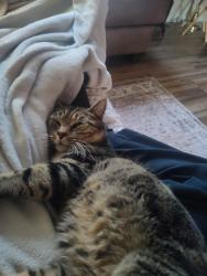 Lost Male Cat last seen MarieBette Cafe and Bakery, Charlottesville, VA 22903