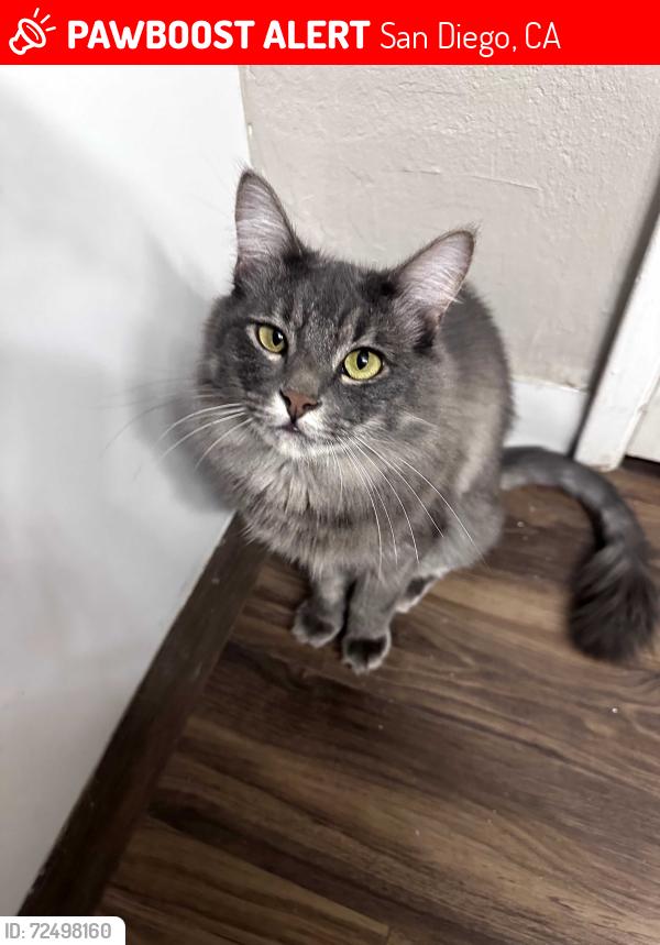 Lost Male Cat last seen Lake Murray Blvd, San Diego, CA 92119