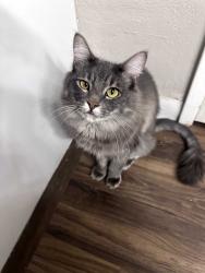 Lost Male Cat last seen Lake Murray Blvd, San Diego, CA 92119