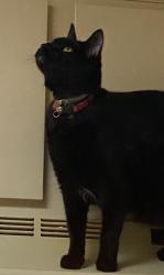 Lost Male Cat last seen McClellan St, Heritage Home for Women , Schenectady, NY 12309