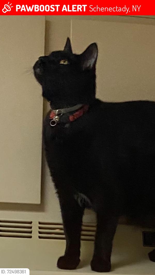 Lost Male Cat last seen McClellan St, Heritage Home for Women , Schenectady, NY 12309