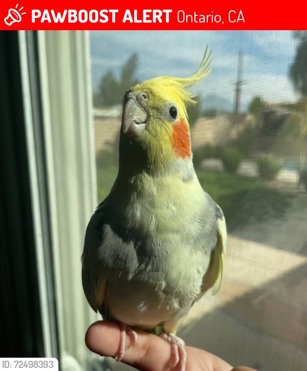 Lost Male Bird last seen Rosewood ct , Ontario, CA 91764