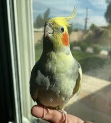 Lost Male Bird last seen Rosewood ct , Ontario, CA 91764