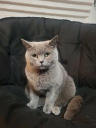 Lost Female Cat last seen Estes St s, Charlottesville, VA 22903