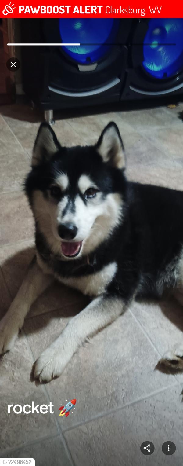 Lost Male Dog last seen Chicken farm rd, Clarksburg, WV 26301