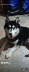 Lost Male Dog last seen Chicken farm rd, Clarksburg, WV 26301