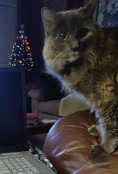Lost Female Cat last seen Jacobs well Dr and Seirra Long Drive, Richmond, TX 77407