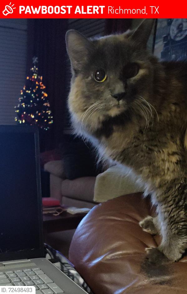 Lost Female Cat last seen Jacobs well Dr and Seirra Long Drive, Richmond, TX 77407