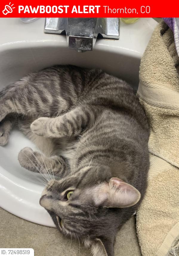Lost Male Cat last seen Near the back section of the Madison park apmts near the U-Haul , Thornton, CO 80233
