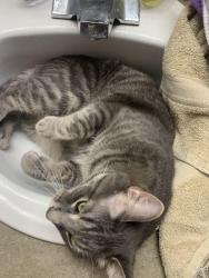 Lost Male Cat last seen Near the back section of the Madison park apmts near the U-Haul , Thornton, CO 80233