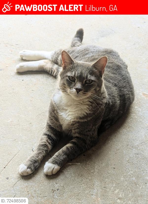 Lost Male Cat last seen Louis road , Lilburn, GA 30047