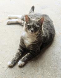 Lost Male Cat last seen Louis road , Lilburn, GA 30047