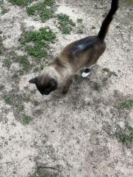 Lost Male Cat last seen Cumberland Ridge, Bullard, TX 75757