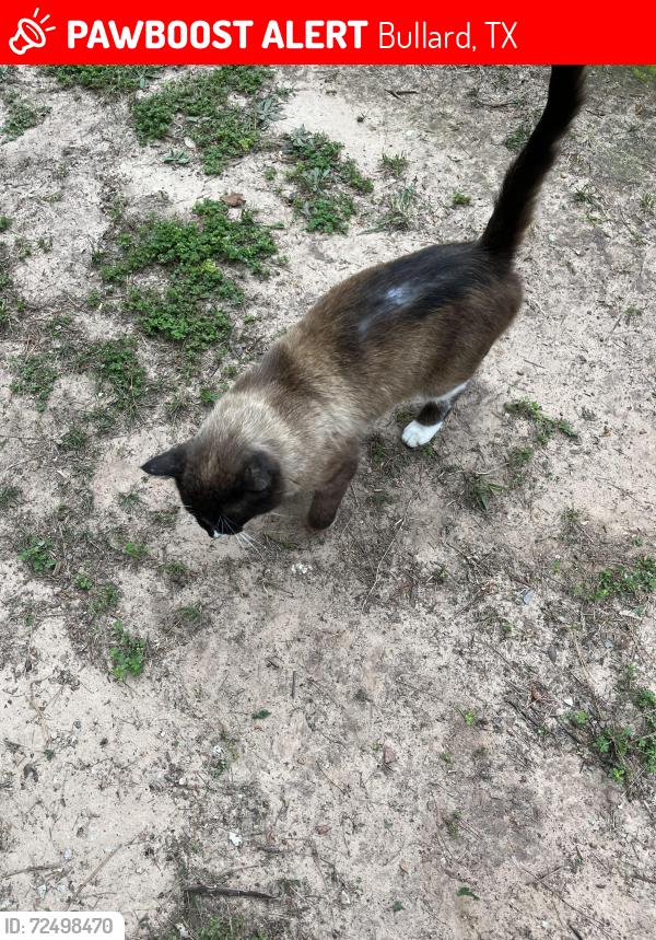 Lost Male Cat last seen Cumberland Ridge, Bullard, TX 75757