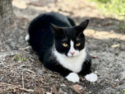 Lost Male Cat last seen Prestwick Chase/PGA National , Palm Beach Gardens, FL 33418