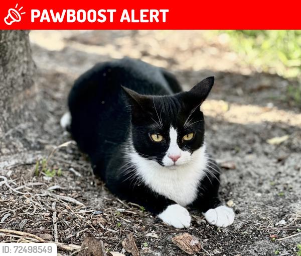 Lost Male Cat last seen Prestwick Chase/PGA National , Palm Beach Gardens, FL 33418