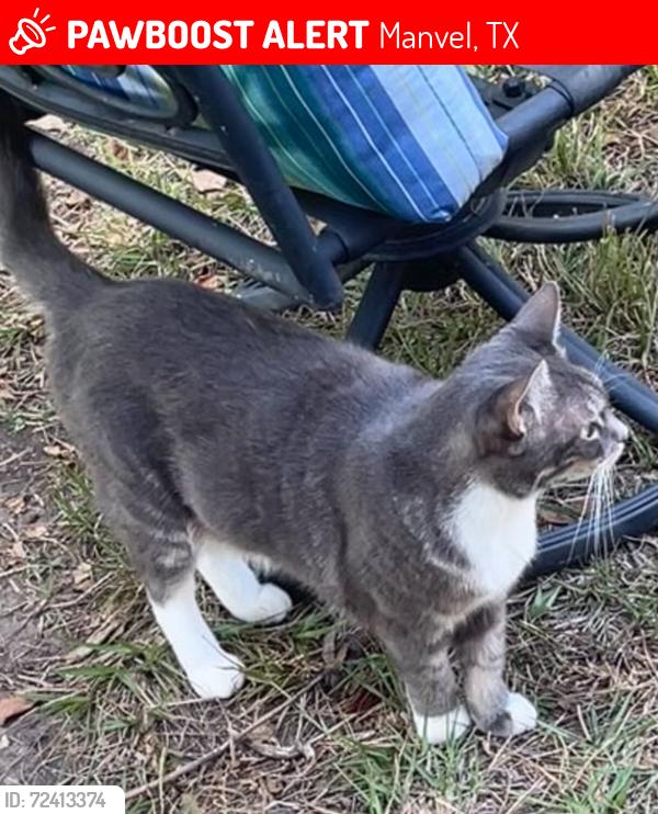 Lost Female Cat last seen Sedona Lakes -Manvel, Manvel, TX 77578