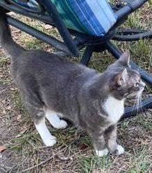 Lost Female Cat last seen Sedona Lakes -Manvel, Manvel, TX 77578