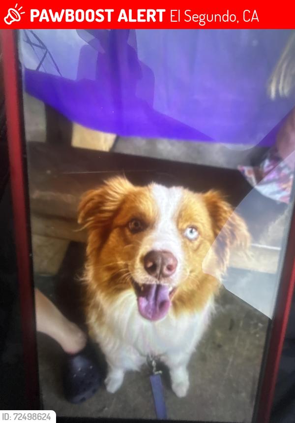 Lost Male Dog last seen Denny’s on El Segundo Blvd, El Segundo, CA 90250