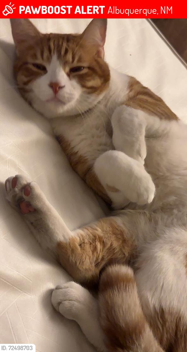 Lost Male Cat last seen Morris st and lomas blvd NE, Albuquerque, NM 87112
