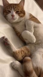 Lost Male Cat last seen Morris st and lomas blvd NE, Albuquerque, NM 87112