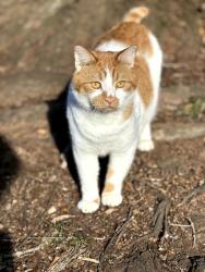 Lost Male Cat last seen Near brookwood dr gaffney sc, Gaffney, SC 29341
