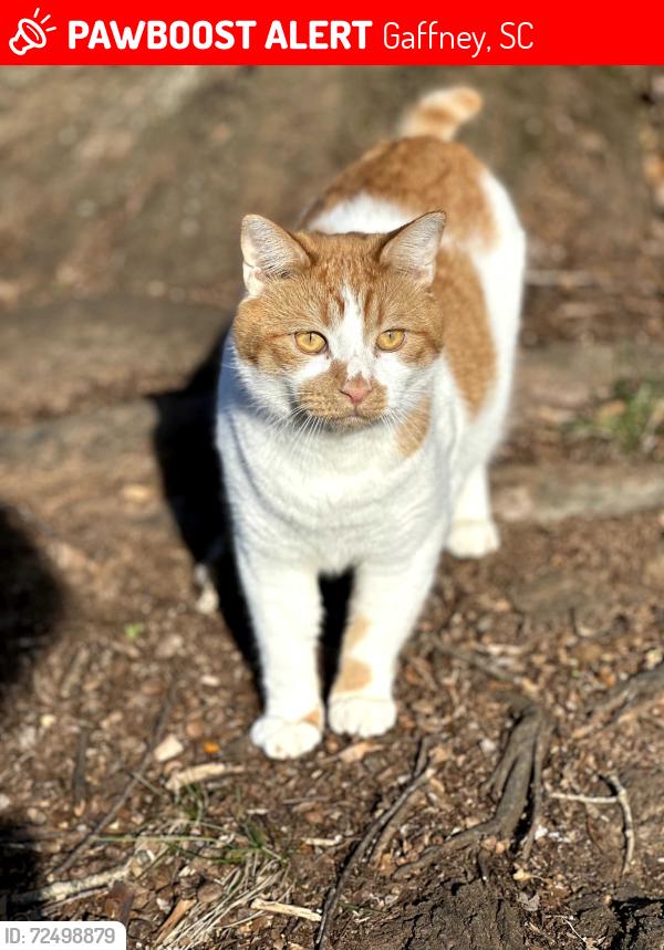 Lost Male Cat last seen Near brookwood dr gaffney sc, Gaffney, SC 29341