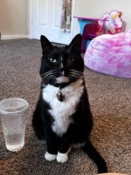 Lost Male Cat last seen Near Woodstone Dr #5, San Antonio, TX 78230, San Antonio, TX 78230