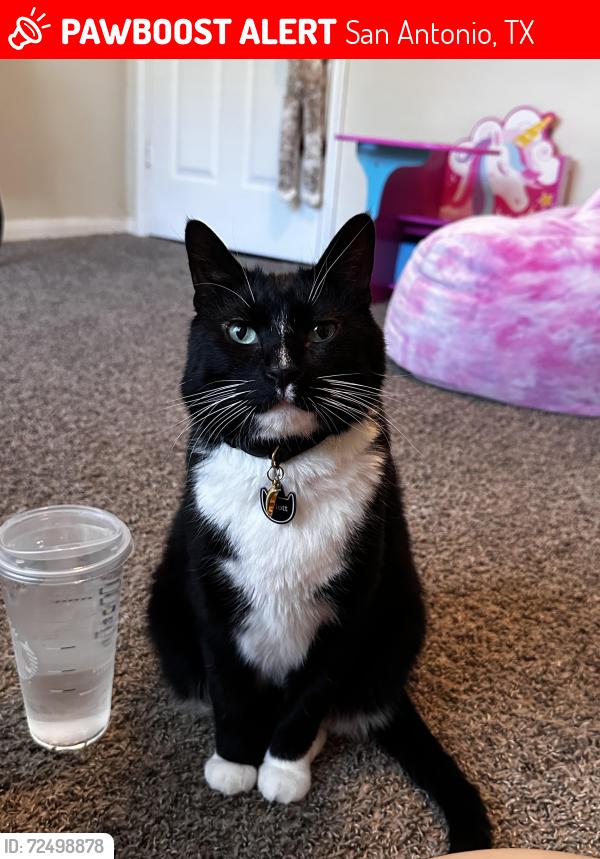 Lost Male Cat last seen Near Woodstone Dr #5, San Antonio, TX 78230, San Antonio, TX 78230