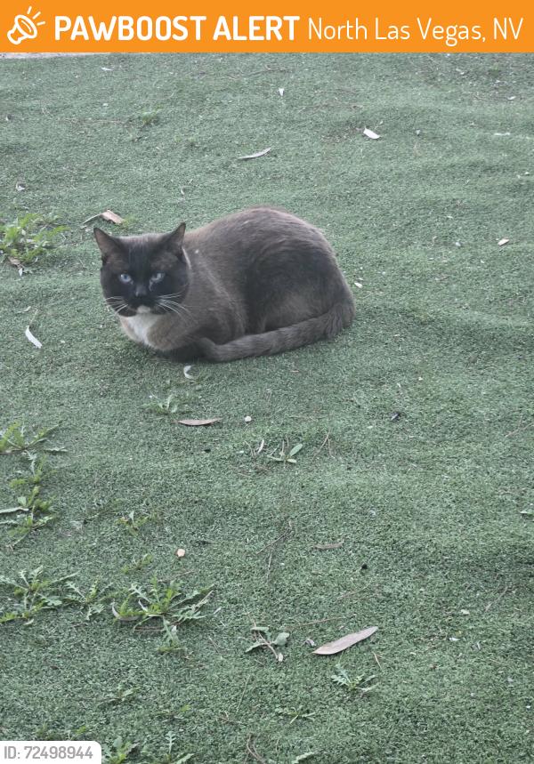 Found/Stray Male Cat last seen Allen and Red Coach, North Las Vegas, NV 89031