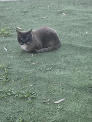 Found/Stray Male Cat last seen Allen and Red Coach, North Las Vegas, NV 89031