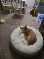 Lost Male Dog last seen 204th & 217th, Longview, WA 98632
