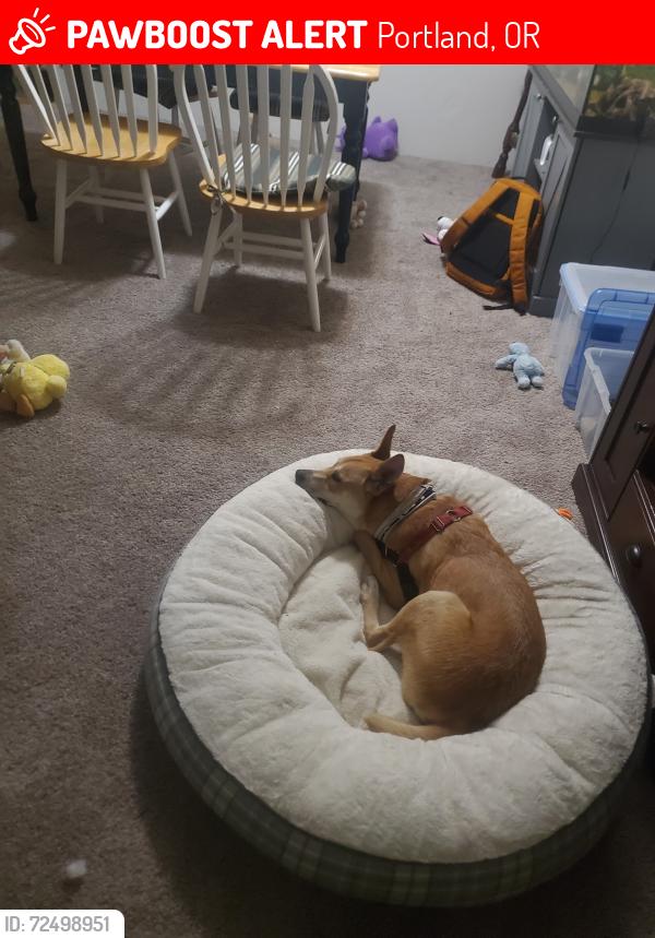Lost Male Dog last seen 204th & 217th, Longview, WA 98632