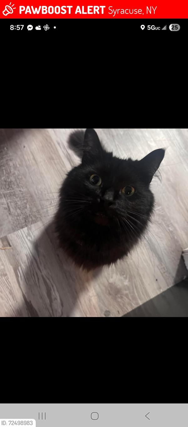 Lost Male Cat last seen Near Helen street, Syracuse, NY 13203