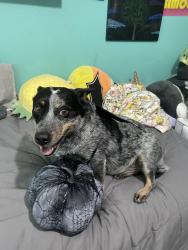 Lost Female Dog last seen Edgemere and Yarbrough , El Paso, TX 79925