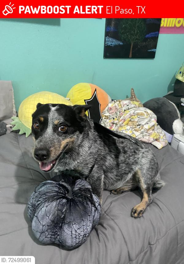 Lost Female Dog last seen Edgemere and Yarbrough , El Paso, TX 79925