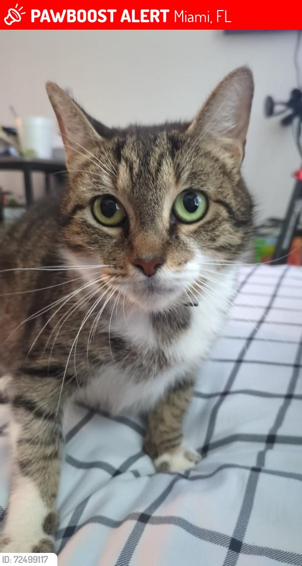 Lost Female Cat last seen Near SW 6th st, Miami, FL 33135