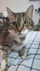 Lost Female Cat last seen Near SW 6th st, Miami, FL 33135